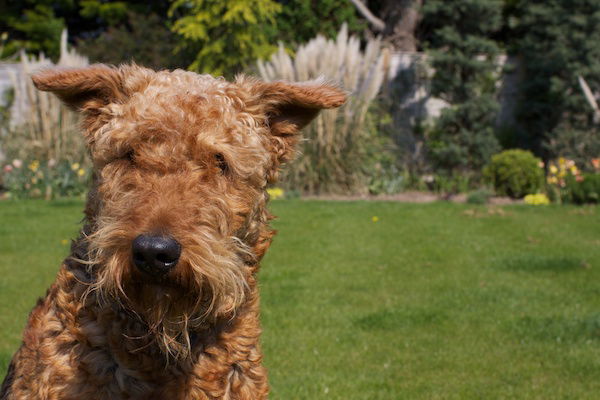 A picture of a Schnauzer in a green garden with the dog in the left of the foreground being in focus 