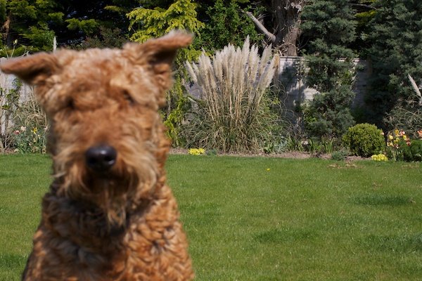 A picture of a Schnauzer in a green garden with the plants in the background being in focus 