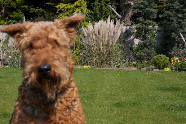 A picture of a Schnauzer in a green garden with the plants in the background being in focus 