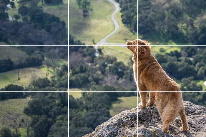 Majestic photo of a Golden retriever dog standing on the edge of a cliff with the rule of thirds composition grid overlayed