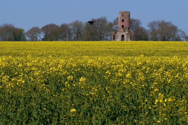 Photo of a field of yellow flowers with an old ruin of a building in the back