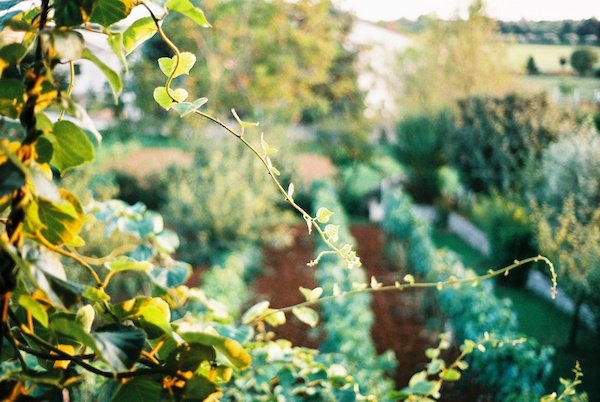 Photo of a garden taken on film