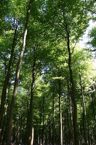 Photo of green trees in sunlight, demonstrating the use of vertical lines in photography composition