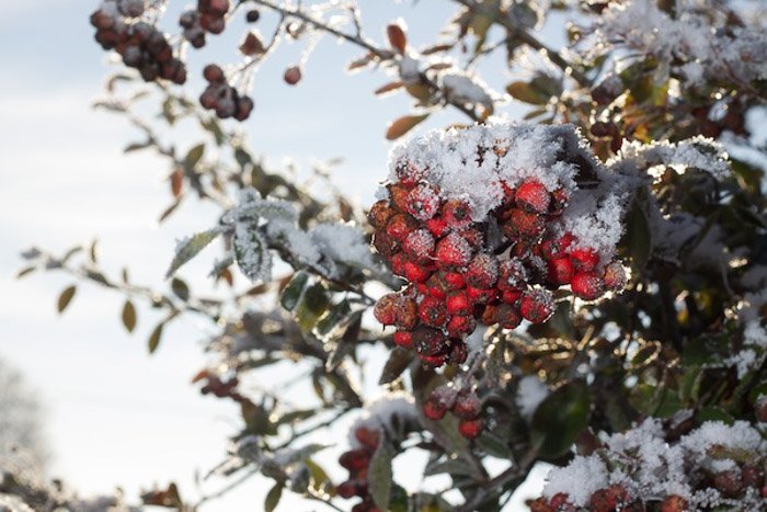 A photo of snow covered berries shot outdoors with a flash