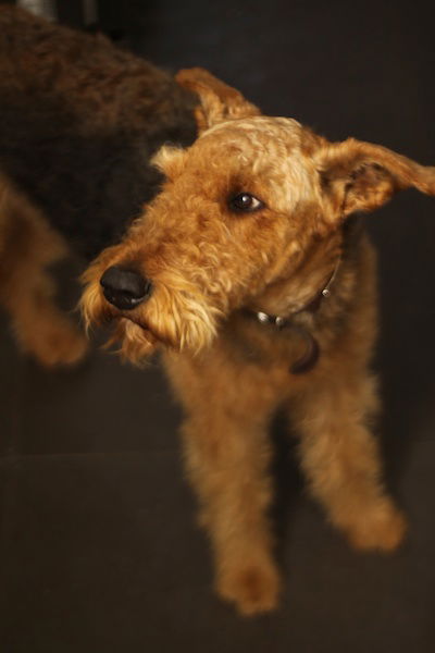 pet photo of adult Airedale terrier 