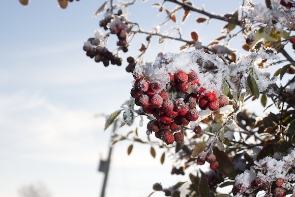 close-up of frozen berries covered in snow during the winter
