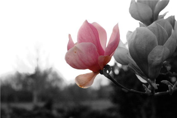 Ethereal close up of a pink petaled rose, with the rest of the photo in black and white