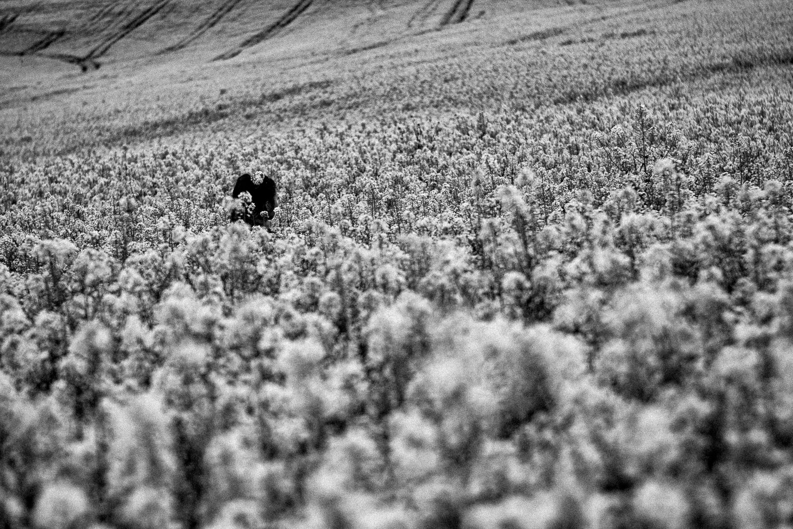 ansel adams photography flower