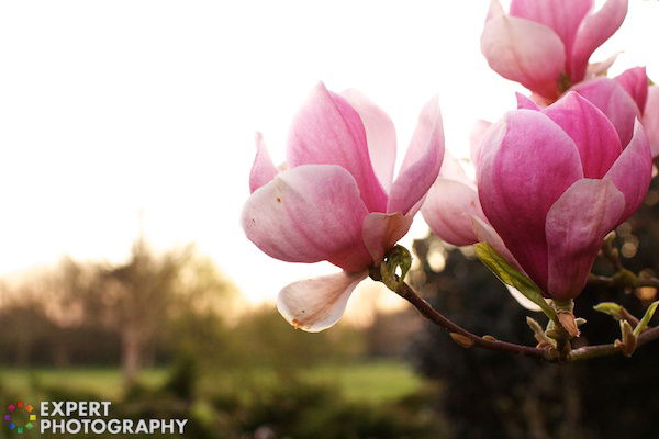 pinkish white flowers with blurred background