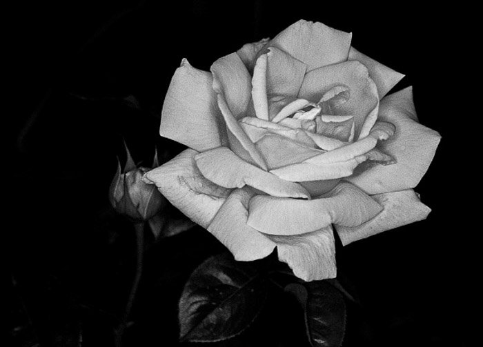 A black and white photo of a rose