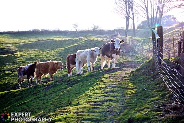 5 cows lining up on a path up on a grassy hillside with fences on the right side of the picture 
