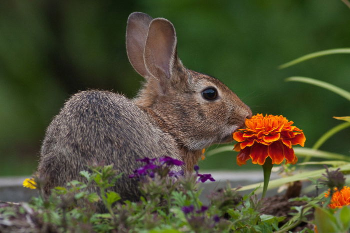 A wildlife photography portrait of a rabbit siting among flowers