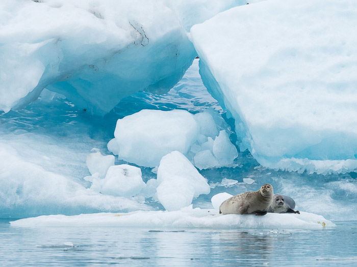 A wildlife photography portrait of two seals on an iceberg