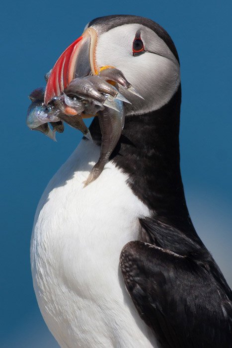 A wildlife photography portrait of a puffin eating fish