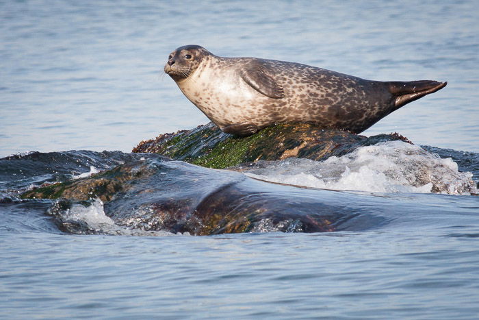 Wildlife Photography Tips  How to Shoot Great Photos of Animals  - 22