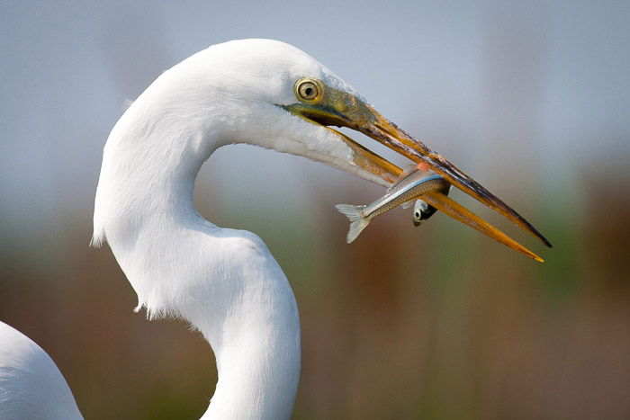 A wildlife photography portrait of a crane eating a fish 