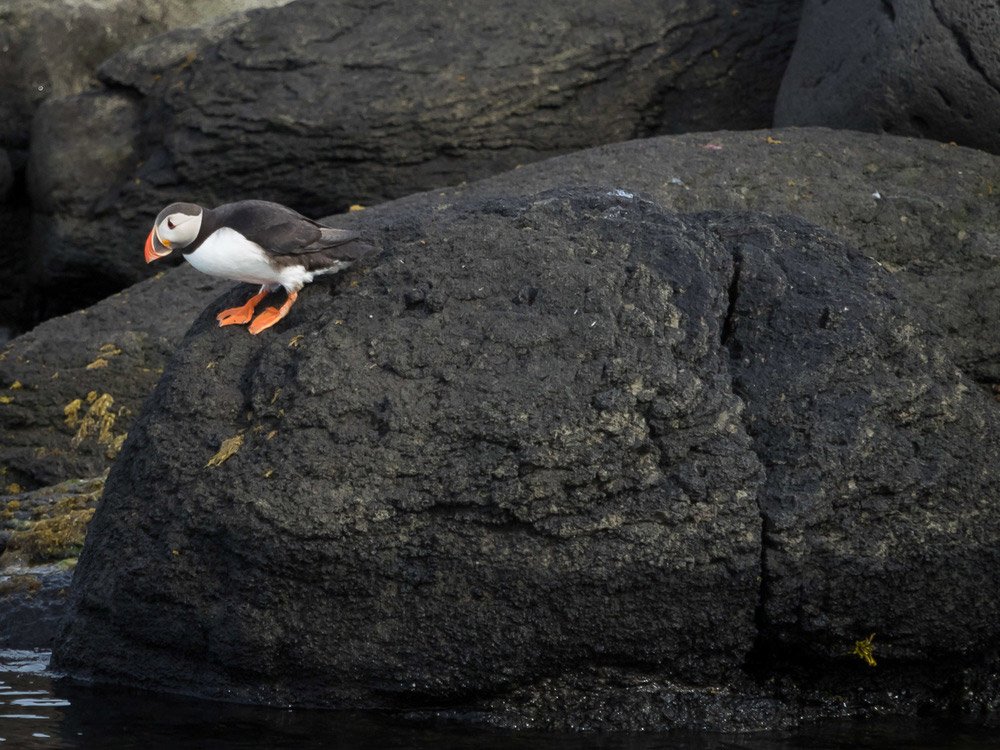 A photo of a puffin standing on a black rock looking down into the water. Professional Photography.