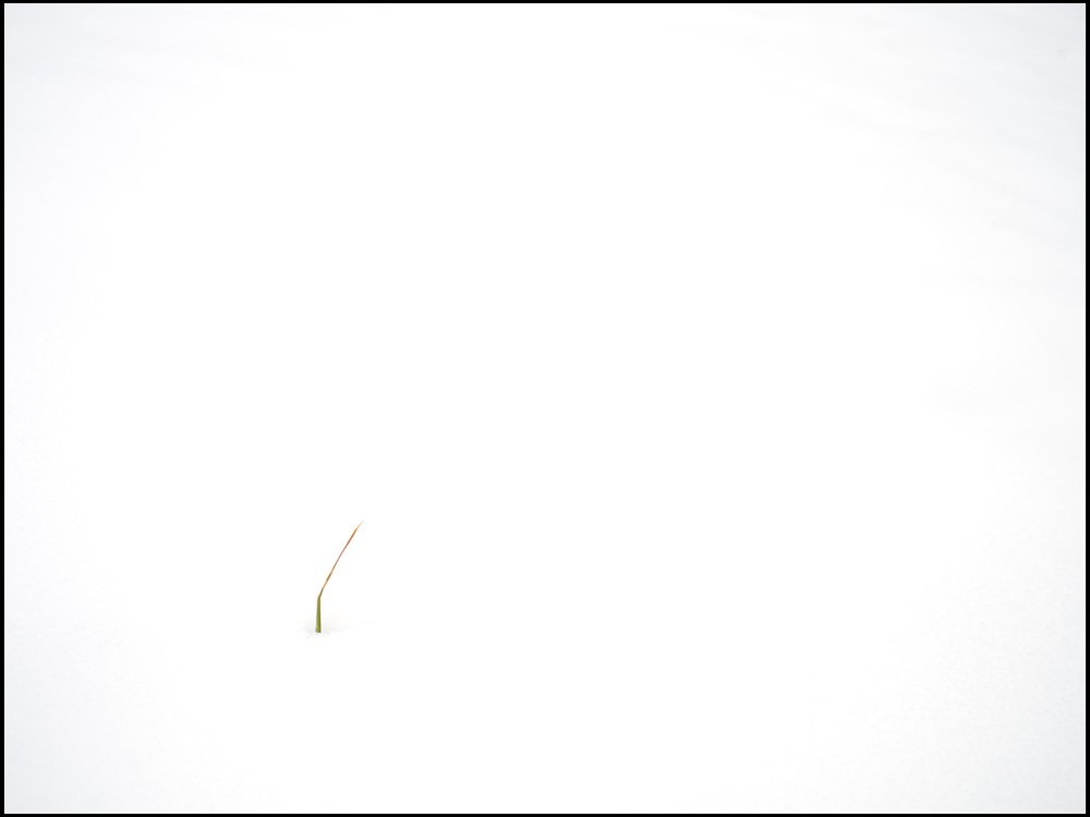 a single blade of grass against a white background symbolizing measuring your growth as a professional photographer