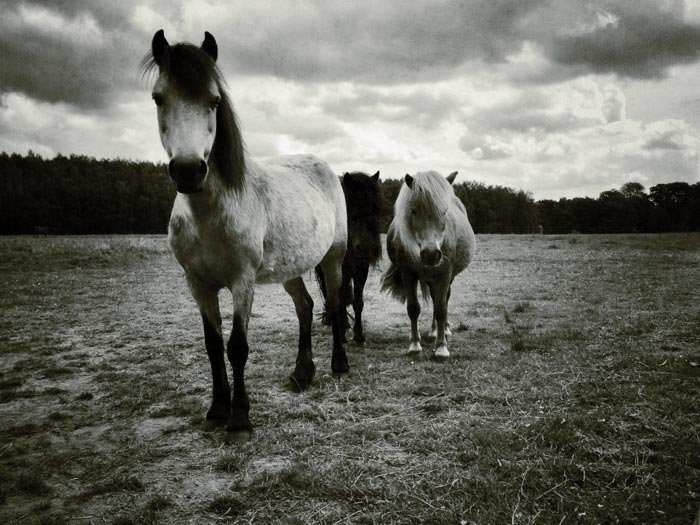 A black and white picture of two ponies in a field