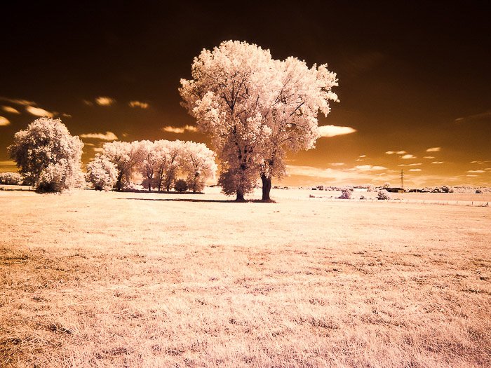 比利时乡间孤独的树木。红外摄影