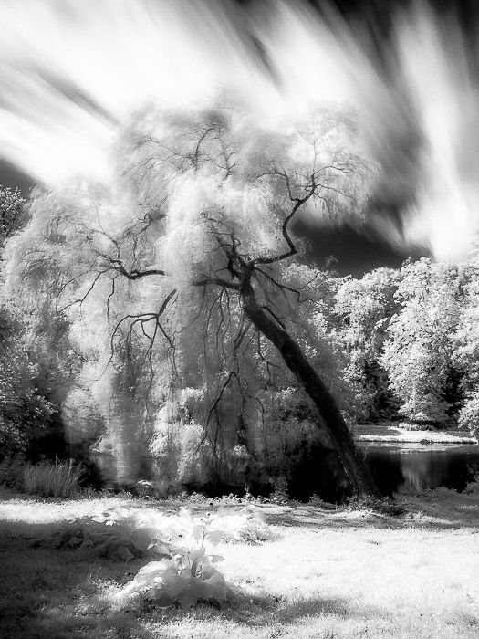 A Lonely tree on a windy day in one of the many gardens in Brussels (Belgium). The dark of the branches contrasts with the white of the canopy. Fast moving clouds add dynamism to the image.