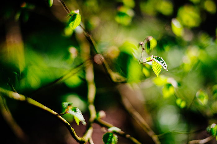 a blurry close up leaves shot at 50mm