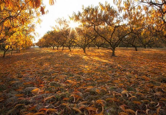 A shot of the sun piercing the trees in an outdoor environment - Photography Projects to Do with Children