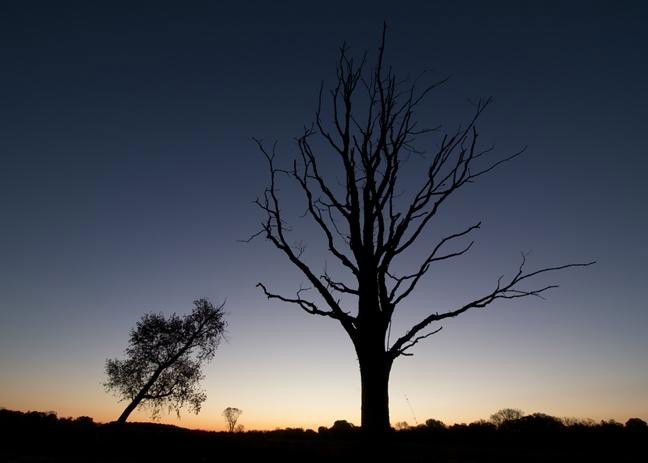 An image showing silhouettes of trees