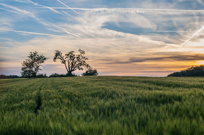 A luscious green field at sunset shot with a 50mm lens