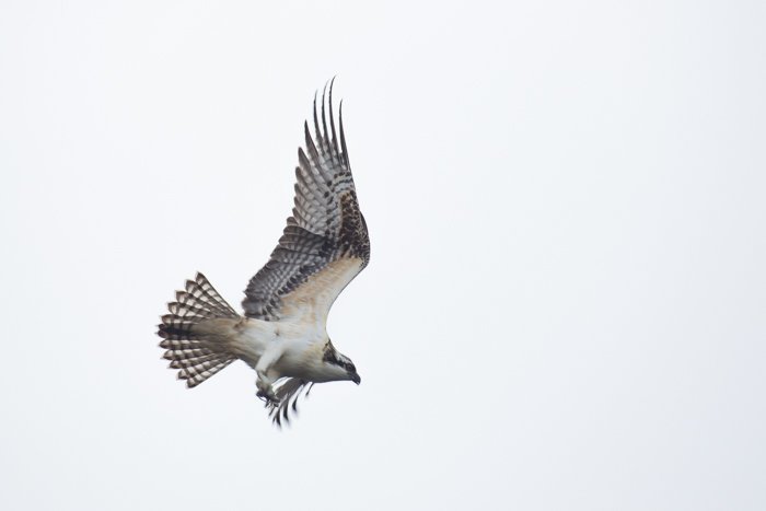 <em>‘High Key’ shots with a bright, white background, require setting your camera to overexpose the sky, to bring out detail in the bird. (1/640, f/8, ISO 400, 400mm)</em>