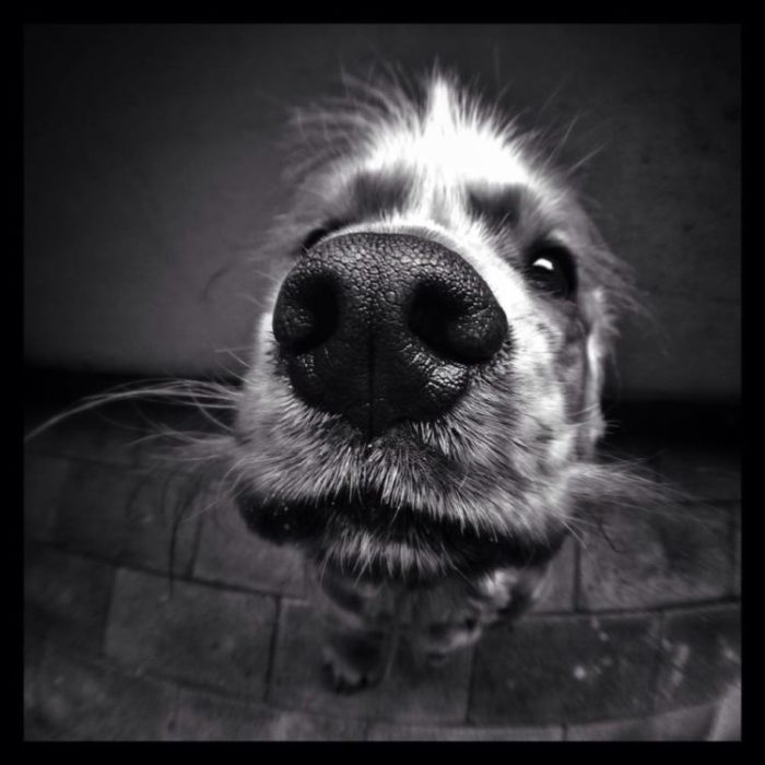 Fisheye Lens Photography: Close-up of dog's nose