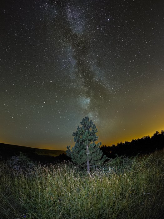 Fisheye Lens Photography: small tree with Milky Way in the background