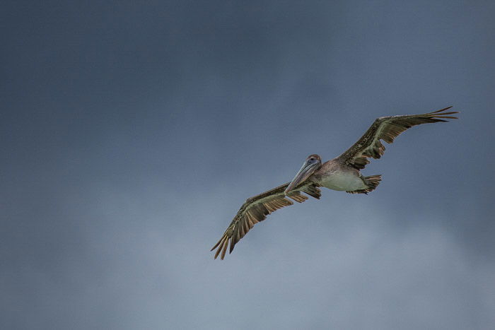 A large pelican bird in flight 