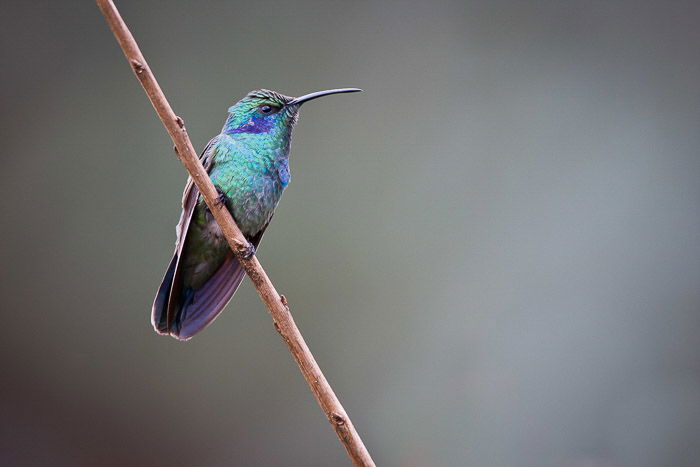 Bird Photography Basics  How to Take Great Photos of Birds  - 95