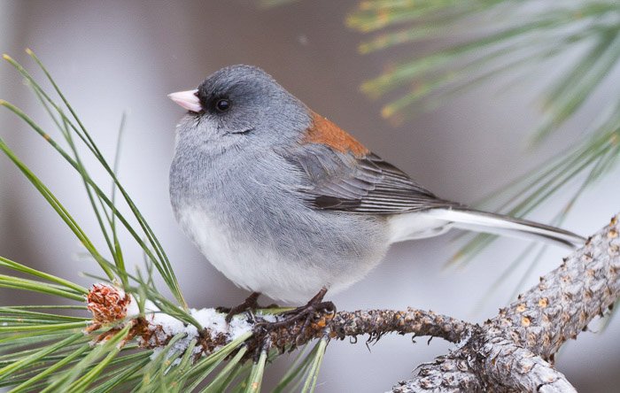 A small grey and orange bird sitting on coniferous branch