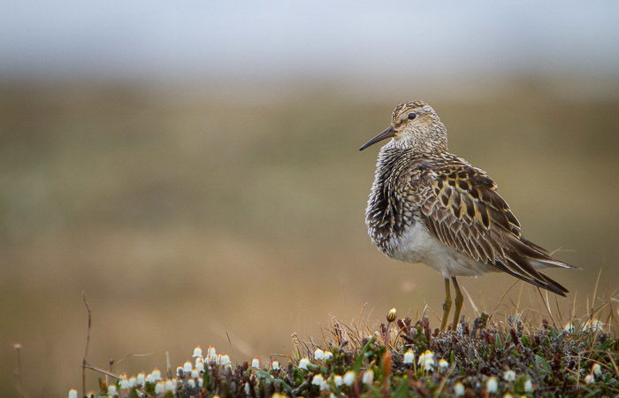 Bird Photography Basics  How to Take Great Photos of Birds  - 64