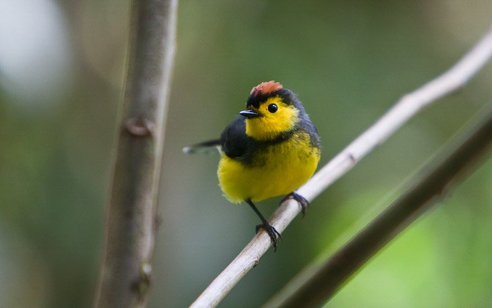 A small yellow and black bird sitting on branch