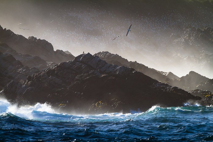 Great image of a flock of seagulls in flight over rocks and waves