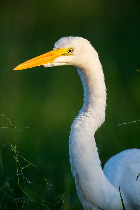 Bird Photography Basics  How to Take Great Photos of Birds  - 41