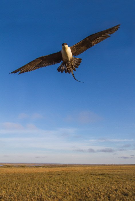 Great bird shot of a hawk soaring over the plain with blue background