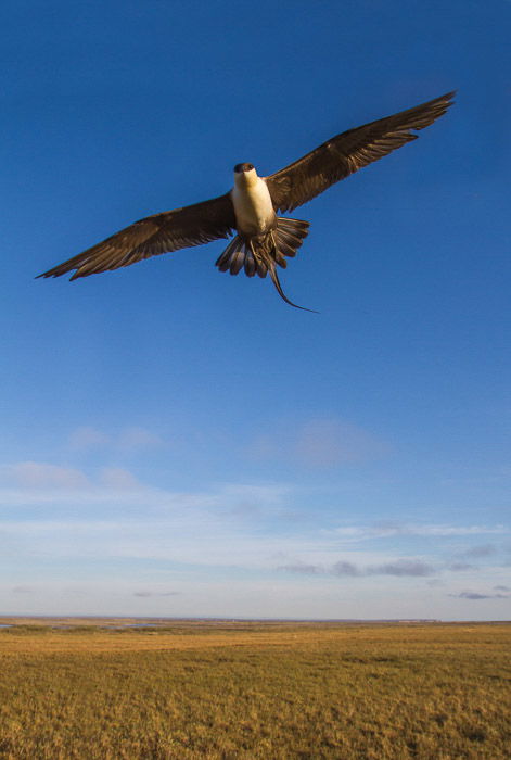 Bird Photography Basics  How to Take Great Photos of Birds  - 48