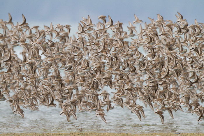 Photo of a large flock of birds in flight