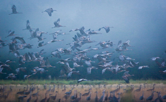 Photo of a large flock of birds flying in low light