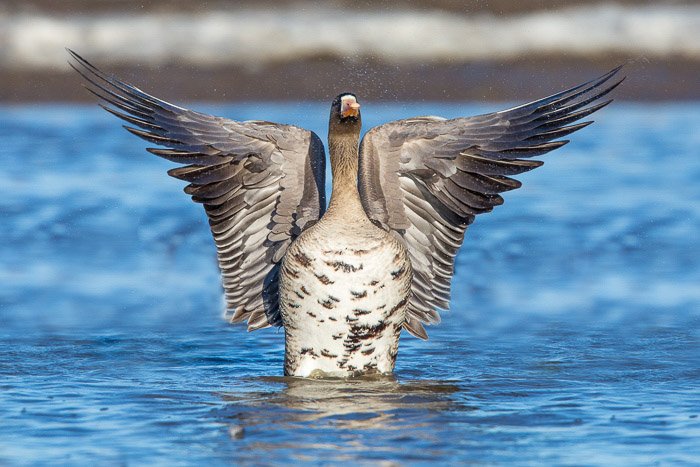 A cool bird portrait of a large duck in water spreading its wings 