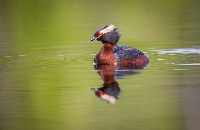 A bird photography portrait of a colorful bird in water