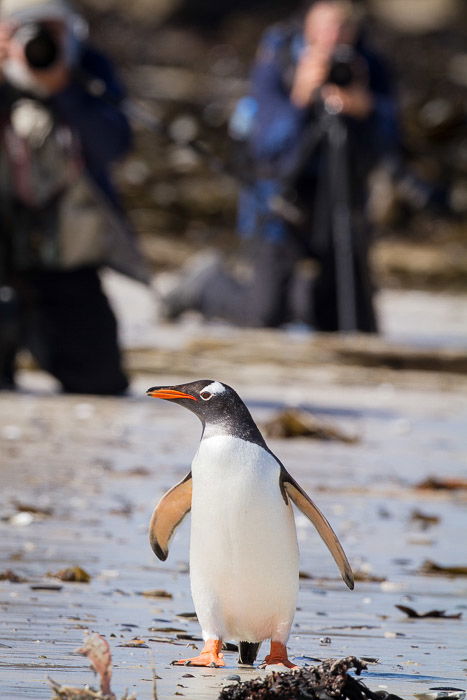 A bird portrait of a penguin with photographers in background