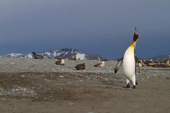 penguin in habitat with other animals in background