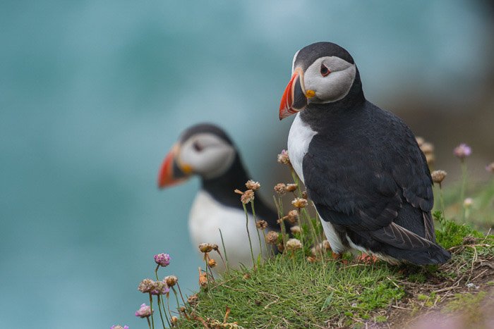 Two puffins perched on coastal rocks 