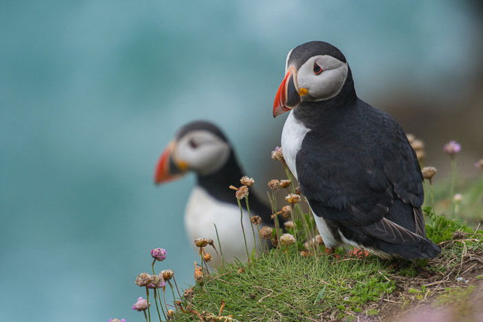 Bird Photography Basics  How to Take Great Photos of Birds  - 96