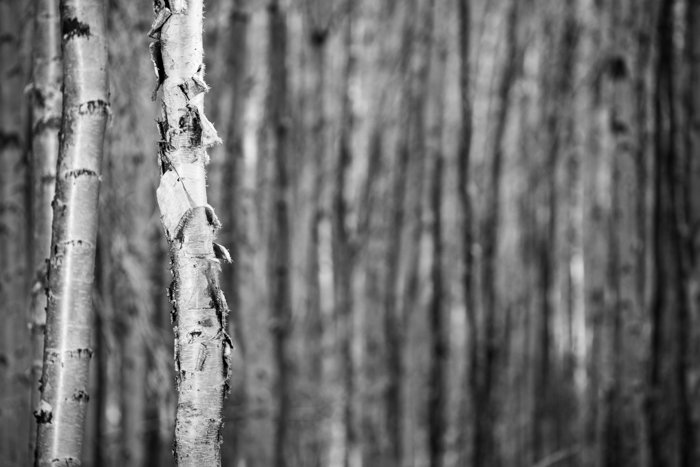 Monotone Forest photography in shallow focus